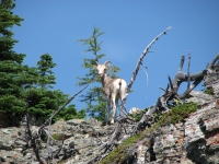 Bighorn sheep